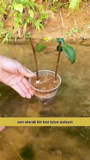 Camellia Propagation Method Using Cuttings | How to Propagate Camellias? #plants