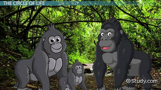 Mountain Gorilla | Mating & Life Cycle