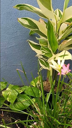 Nature's Symphony: Motivational Music for Relaxation & Inspiration