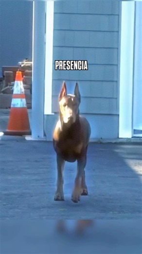 A stranger approached... and this is how the Doberman reacted