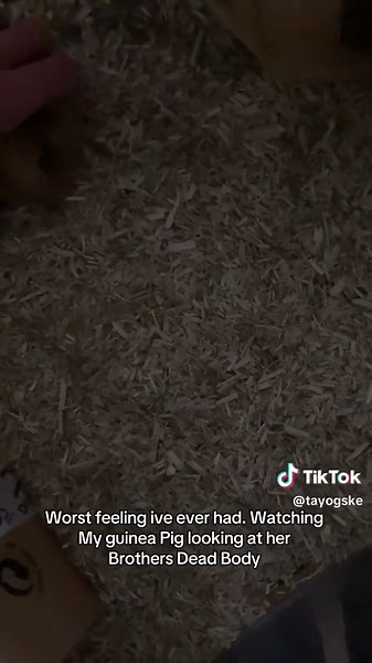 Guinea Pig Loss: Coping with Heartbreak