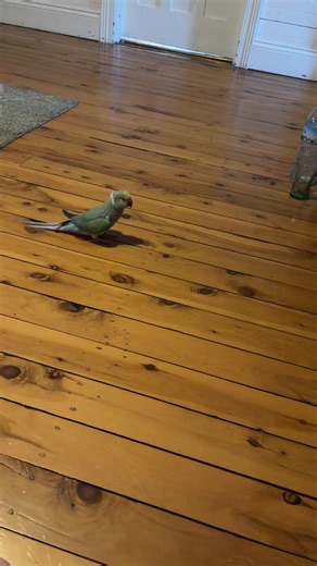 Funny Moments with Indian Ringneck Parrot