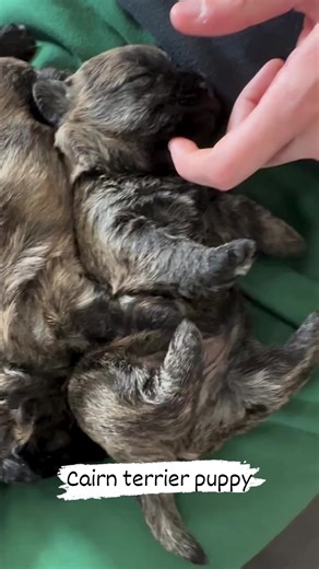 Cute cairn terrier puppy | Cairn Terrier's