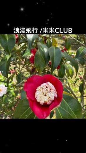 #浪漫飛行#カラオケ#米米CLUB #CapCut