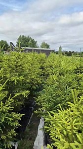 We're open all week at Merry Trees! Come on down and find the perfect tree for your whānau. Contact us to arrange a time! | Merry Trees