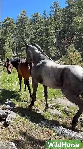 🇺🇸 “Real-life horse breeding proc#wildhorse