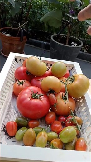 pruning tomato/টমেটো গাছের যত্ন