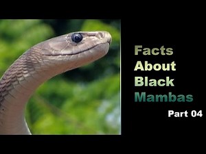 Facts About Black Mambas 04