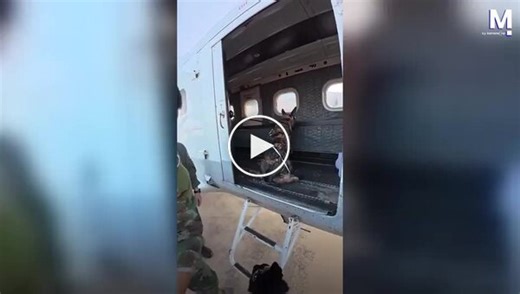 A dog jumped out of a plane with a paratrooper » Nevsedoma
