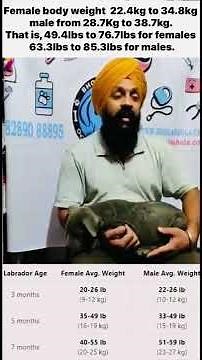 Labrador Retriever Dog Weight Charts - How Much Should My Lab Male and Female BodyWeigh?