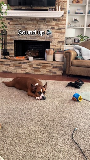 Understanding Heartworm Treatment for Your Dog