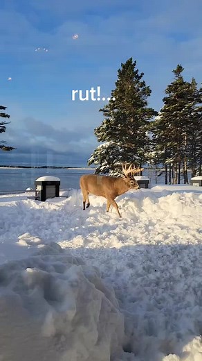 Whitetail Deer Barking in Nature