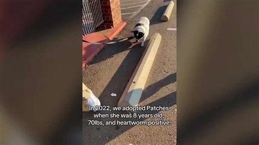 Overweight Rescue Dog's Incredible Transformation After Shedding 37lbs