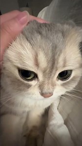 Simulation_Glitch.EXE: Error Code 404 📂🐈👤 [4K] #matrix