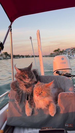 104K views · 10K reactions | Throwback Thursday. #cat #catsofinstagram #boatcat | Fisher The Maine Coon | Facebook