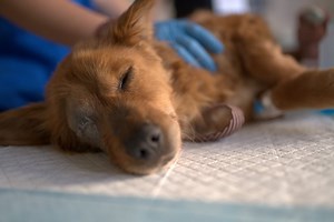 Why Is My Dog Bleeding From Their Butt? Canine First Aid For Rectal Bleeding In Dogs - Cuteness
