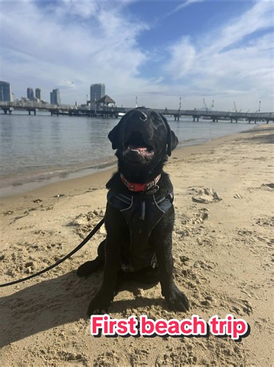 I loved my first ever beach trip! It was even more special because my puppy friend Chili was able to join us to show me the ropes of how to become a water dog. 🏖️ #beachdog #labradorretriever #beachday #puppyplaytime #cutepuppy