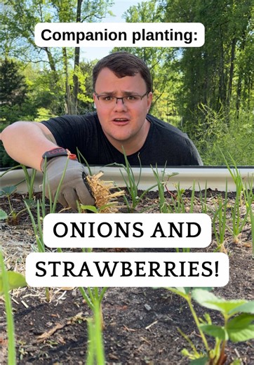 What are some of your favorite plants to grow together? The strawberries will grow and take over the bed, but not before the onions are ready for harvest. If you have an established strawberry bed try planting a border of onions! This is one of my top three most viewed videos. If it looks familiar, you may have seen it when I posted two years ago! #gardening #companionplanting #growyourownfood #onions #strawberries