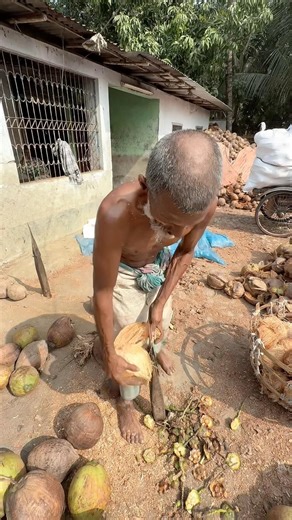 Manual Coconut Husking Using a Simple Tool