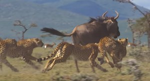 JOE.ie - David Attenborough's new nature documentary series on Netflix looks spectacular