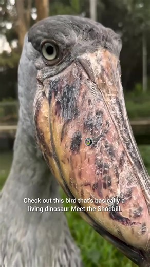 Discover the Shoebill: Nature's Most Alluring Bird #creatorsearchinsights #bird #shoebillstork #shoebillsound #shoebills