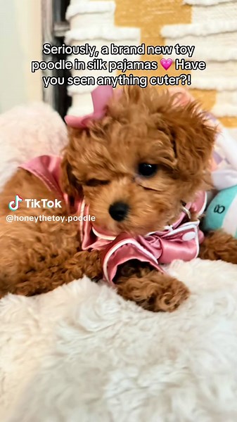 Honey was so little 🥹 when I took these shots of her. She’s wearing a size XS. ##toypoodle##poodle##puppy##puppylove##puppytiktok