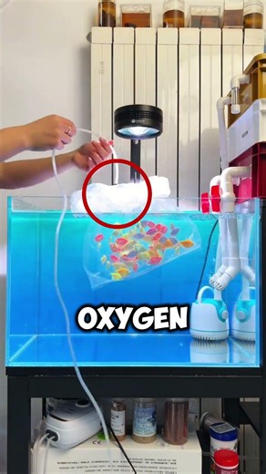 How to Safely Add Fish to Your Tank