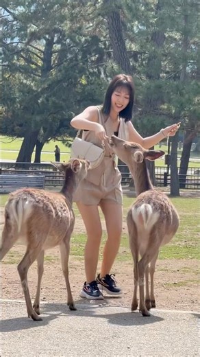 素晴らしい奈良公園での鹿の餌やり楽しみ