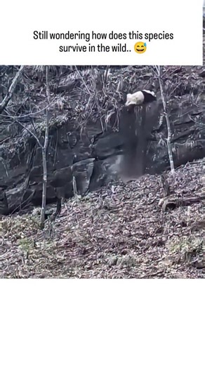 FunLabFactory on Instagram: "The post features a humorous video compilation of giant pandas clumsily falling from trees and tumbling, highlighting their awkward movements that fuel memes about their survival odds in the wild. Despite their low-energy bamboo diet limiting activity and reproduction, pandas endure thanks to thick fur and fat layers that cushion falls, plus a solitary lifestyle reducing conflicts; studies show their bone density supports climbing despite infrequent practice. Conserv