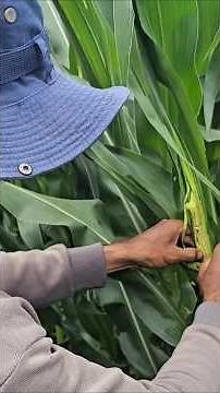 Sweet corn crop with good development #growth society #agriculture #plants #fyp #agro