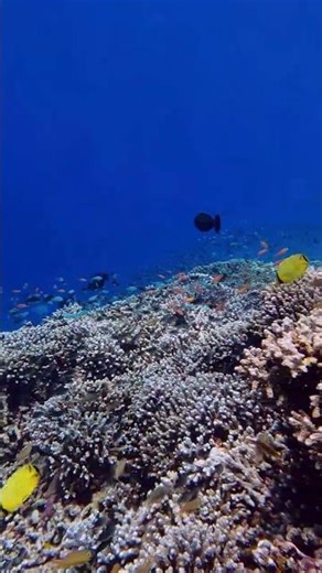 Reef Life in Tubbataha