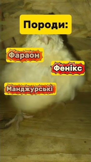 When do quails start laying eggs?🥚 #farming #quail