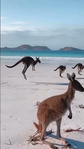 🦘🌊 Kangaroos at the Beach?! Unreal Wildlife Moment