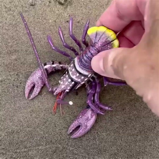 Purple Wobbly Lobster Silent Find & Tub Drop!