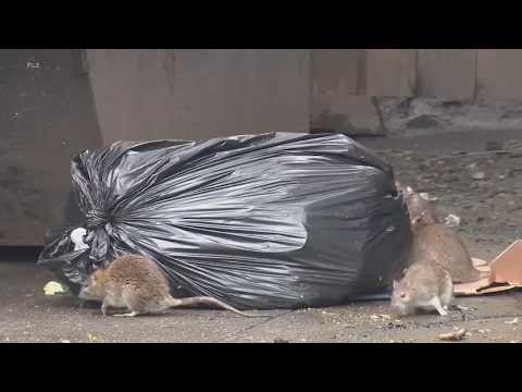 Mutating mice becoming growing problem in New York City, researchers say