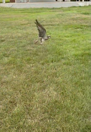 [Peregrine Falcon 🔥] Training #hayabusa #shorts #falcon #cry #birds #shortvideo#training