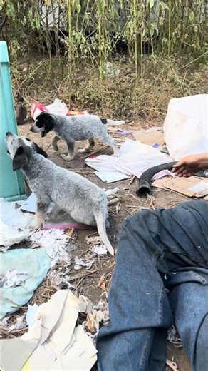 Mixed Puppy Leg Kick During Belly Rub 😂 | Rottweiler + Redbone Coonhound #mixedbreed #puppy