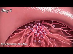 Day 1 to Day 8 — The Complete Period Process | What Happens Inside a Woman’s Body