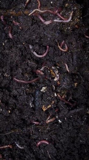 Earthworm #vegetosphere #earthworms #earthworm #animals #garden #science #vermiculture #compost