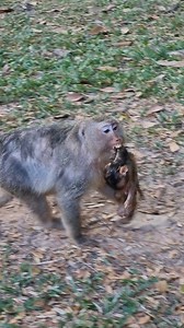 M.G, So s-ad, Mom Anita holds newborn that was gone run so fast | Monkey Care