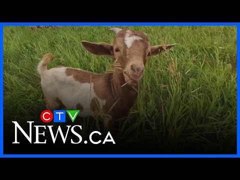 Goats return to Nose Hill Park for grazing work