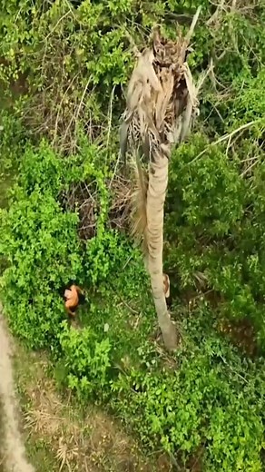 Mr.Heang Update on TikTok