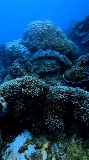 Why We Can't Lose This! #Diving the Healthy #Reefs of the #Philippines 🇵🇭 #nature #ocean