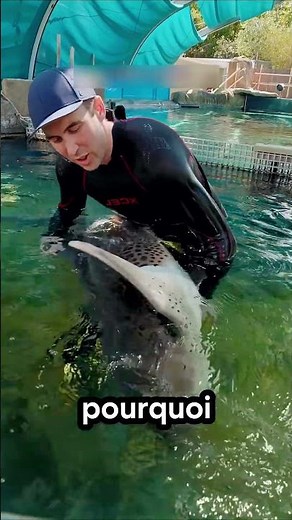 🦈 Why do divers turn sharks onto their backs? #facts #animals #sharks