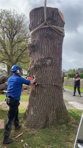 Dismantle of an Oak with decay at the base #treeremoval #treework #arborist #machinery #treesurgeon