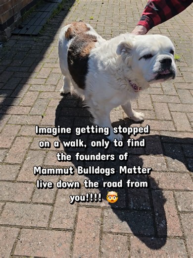 Imagine Meeting Mammut Bulldogs Founders on a Walk!