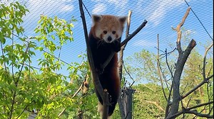 540 reactions · 45 shares | Wild Asia is now open - have you had a chance to visit yet? What was your favorite part? Lehner Family Foundation Wild Asia features Sumatran tigers, red pandas and white-cheeked gibbons. Come meet our new animals! Purchase tickets online to save money and skip a line: https://www.akronzoo.org/tickets | Akron Zoo | Facebook