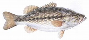 Largemouth bass - Alchetron, The Free Social Encyclopedia