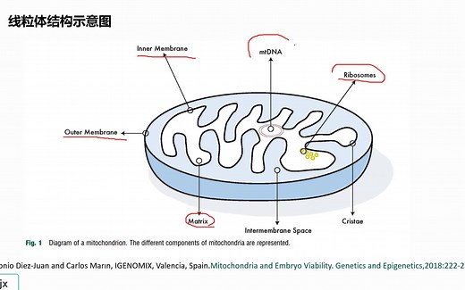 教师微课：线粒体DNA的结构