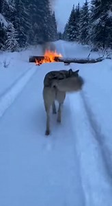 Heroic Wolf Saves Pup! A wolf's instinct leads to a daring rescue of its pup from a fire. #fblifestyle #AI Generated using Kling AI . . . (For entertainment purposes only. Consult professionals if guidance on activities is presented. No brand affiliation is implied if any are shown. If inspired by true events, creative adaptations may be included. Content may include public footage.) | Fabiosa India